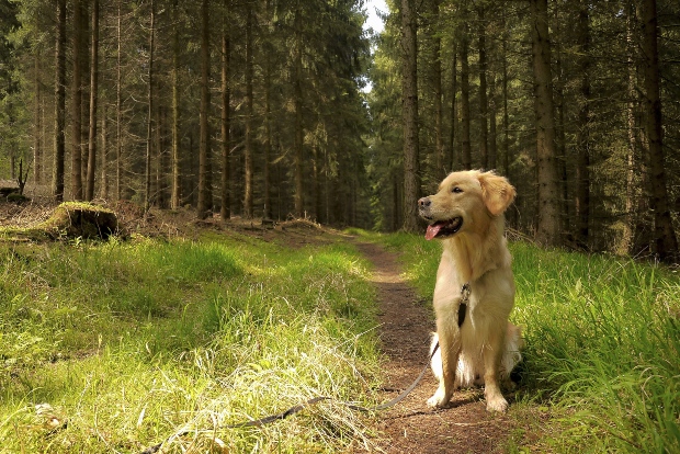 Junger Retriever sitzt am Waldweg