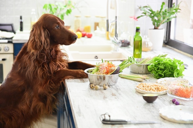 Hund sitzt vor einem Tisch mit diversem Gemüse - Ernährungspyramide für Hunde