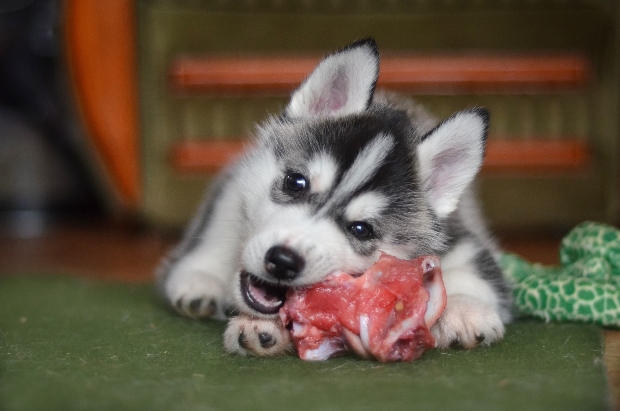 Hund und Wolf haben gemeinsame Vorfahren - mit Auswirkung auf die Ernährungspyramide für Hunde