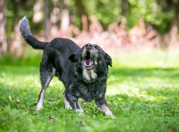 Aggressiver Hund - Mögliches Verhalten beim Angsthund