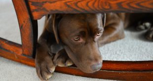 Angsthund versteckt sich unter Stuhl