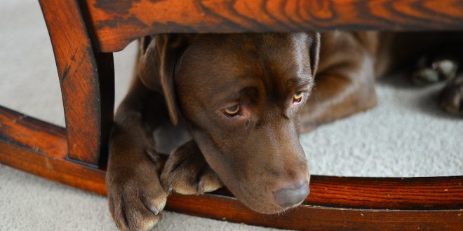 Angsthund versteckt sich unter Stuhl
