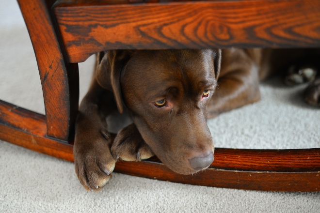 Angsthund versteckt sich unter Stuhl