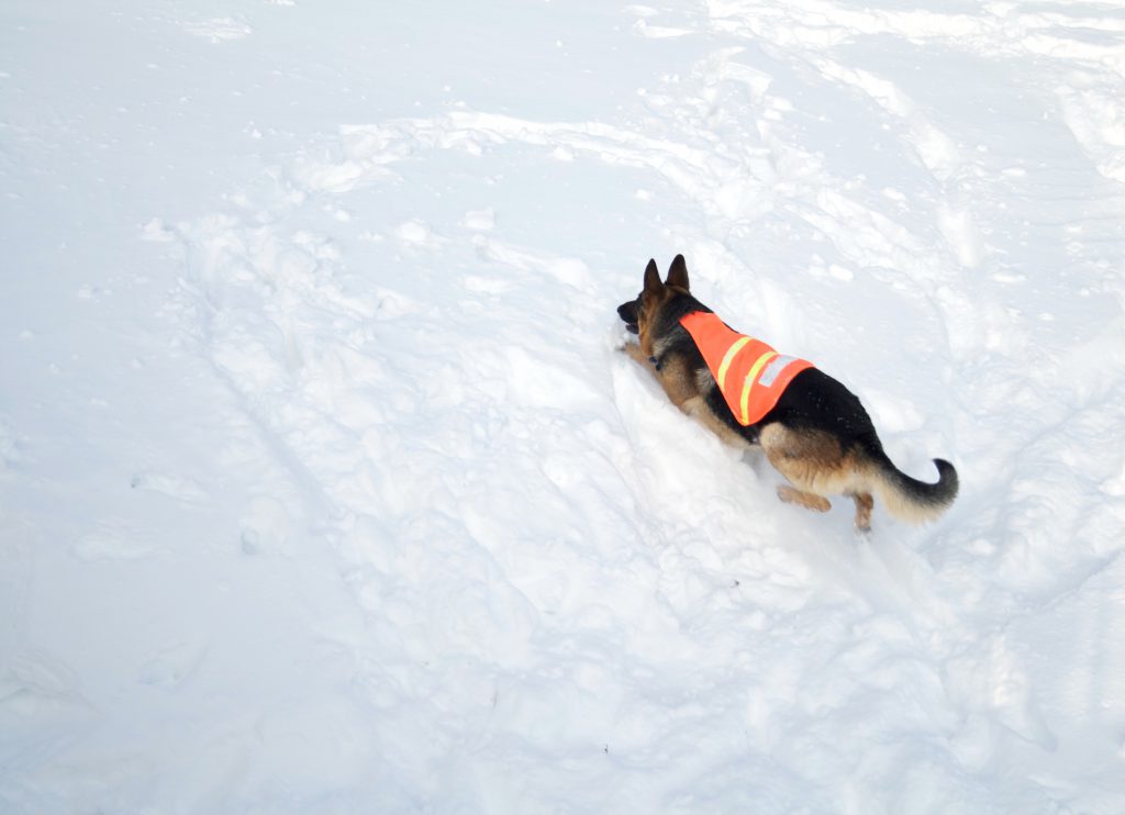 Avalanche Rescue Dog Climbing a Mountain of Snow