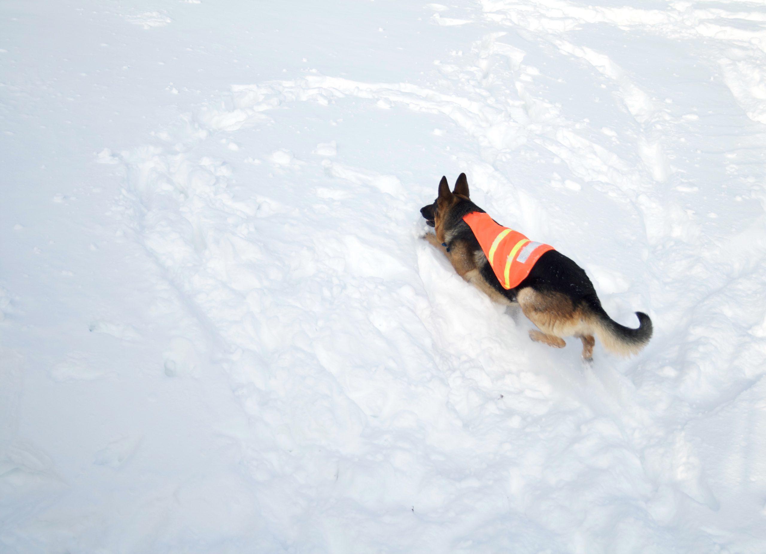 Rettungshund im Schnee macht intensive Nasenarbeit, um Menschen zu finden.