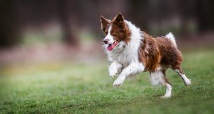 Hund rennt - Kondition beim Hund aufbauen