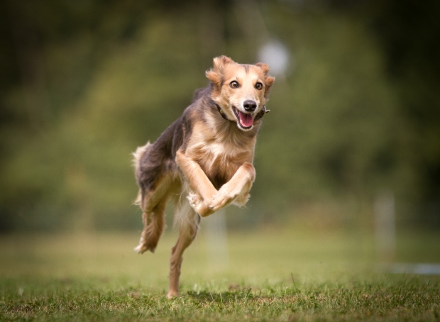 Hund im Sprint