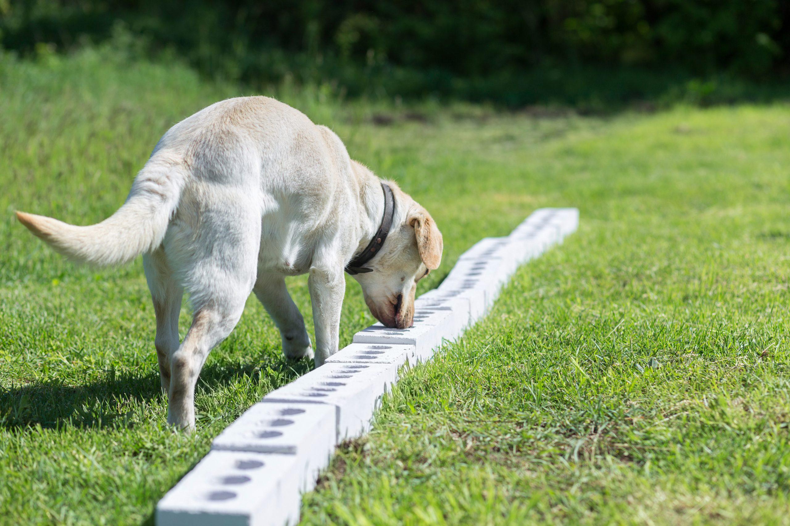 Labrador trainiert seine Nasenarbeit und sucht ein Leckerchen in Backsteinen