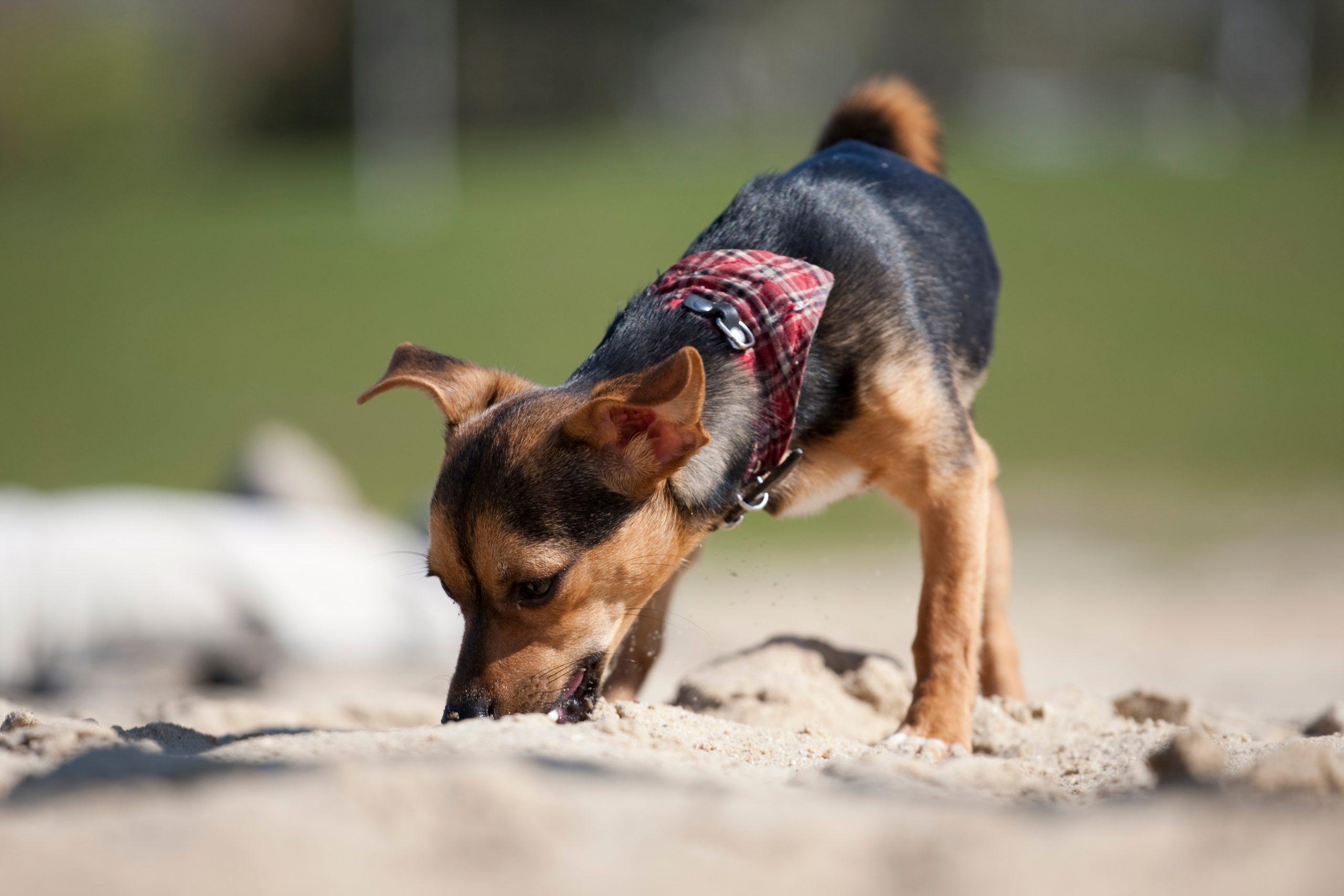 kleiner Hund schnĂŒffelt und trainiert seine Nasenarbeit