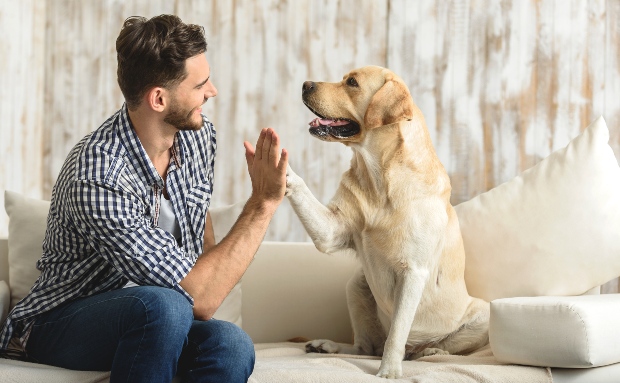 Hund und Herrchen machen "High Five"