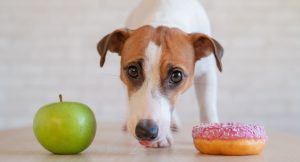 Hund mit Apfel und Doughnut - Zucker für Hunde