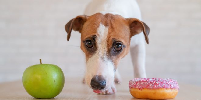 Hund mit Apfel und Doughnut - Zucker für Hunde