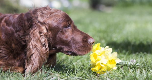 Hund riecht an Blume