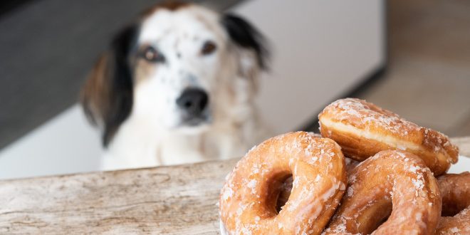 Hund schaut auf Donuts - Dickmacher für Hunde