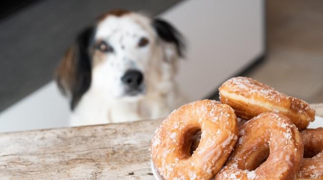 Hund schaut auf Donuts - Dickmacher fĂŒr Hunde