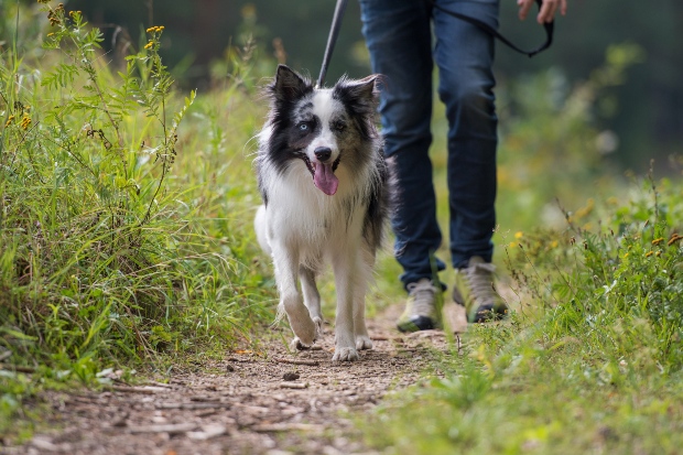 Hund beim Gassi gehen