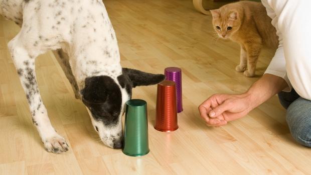 Schnüffelspiele für Hunde HundeKausnacks Magazin