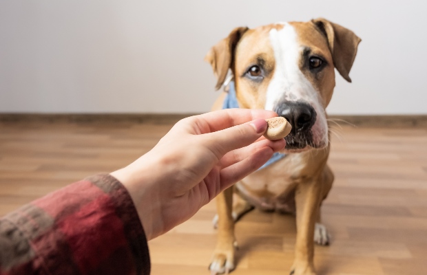 Hund riecht an Leckerli - Schnüffelspiele für Hunde