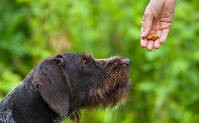 Hund bekommt Leckerli