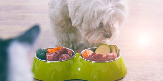 Junger Hund frisst Straußenfleisch für Hunde