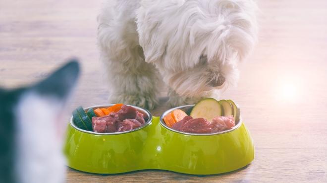 Junger Hund frisst StrauĂenfleisch fĂŒr Hunde