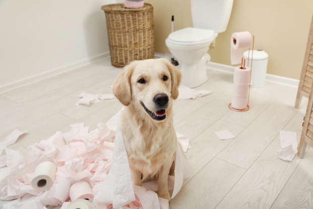 Hund hat mit Toilettenpapier gespielt - vielleicht ist der Hund unterfordert