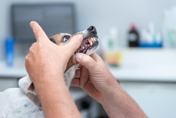 Tierarzt untersucht Hundegebiss