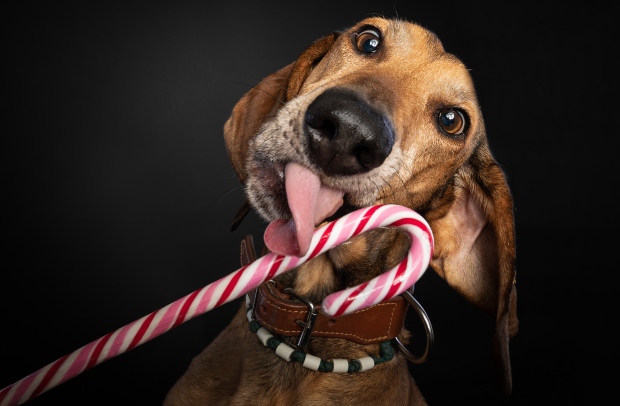 Hund leckt an Zuckerstange - Zucker für Hunde ist ungesund