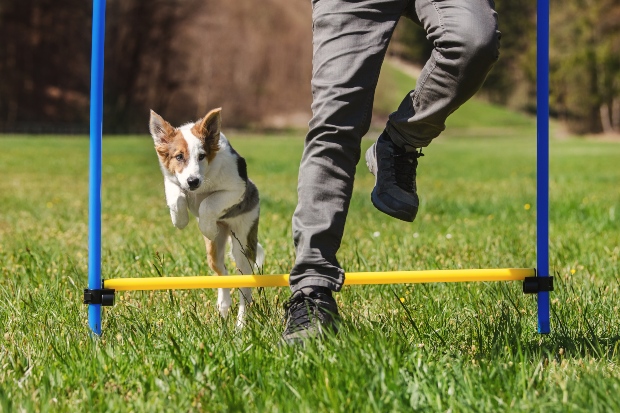 Hund mit Herrchen beim Agility Training