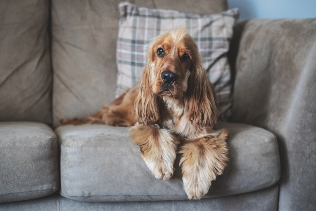 Hund sitzt träge auf der Couch - Kondition beim Hund aufbauen nach dem Winter