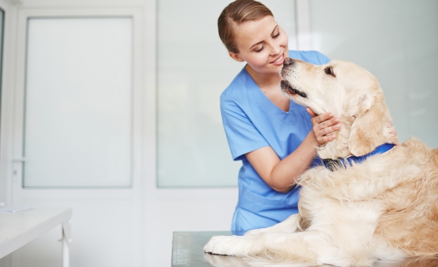 Labrador Hund beim Tierarzt - Dickmacher für Hunde vermeiden