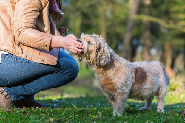 Frauchen gibt Hund Leckerli - Kondition beim Hund aufbauen durch Belohnung