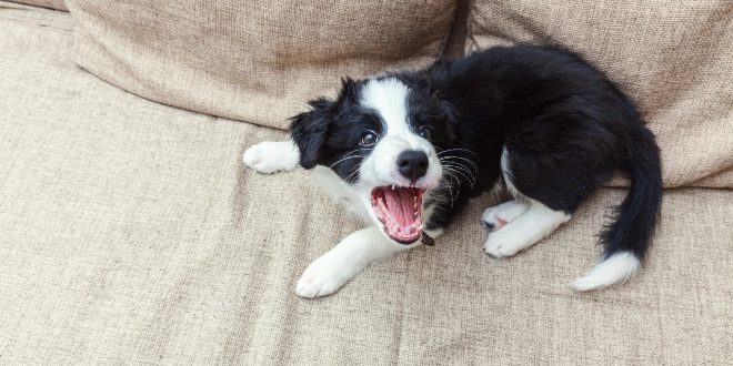 Hund wirkt aggressiv - vielleicht ist der Hund unterfordert