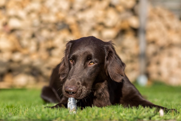 Hund ist Fisch - Sprotten für den Hund