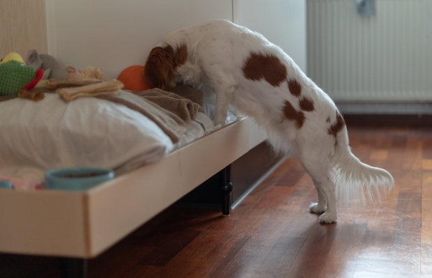 Hund sucht im Bett nach Leckerli - Schnüffelspiele für Hunde