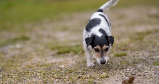 Hund nimmt Fährte auf - Schnüffelspiele für Hunde