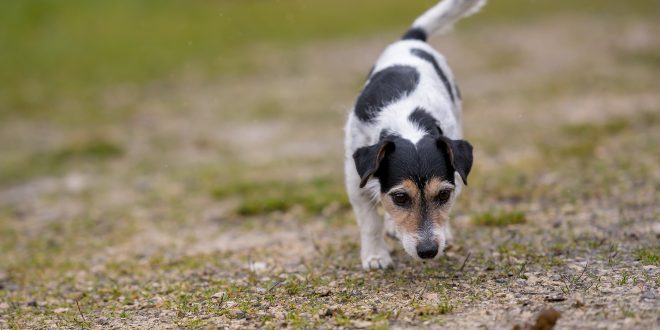 Hund nimmt Fährte auf - Schnüffelspiele für Hunde