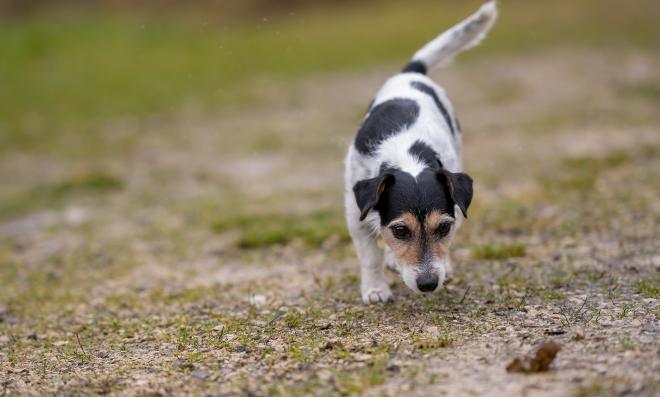 Hund nimmt Fährte auf - Schnüffelspiele für Hunde