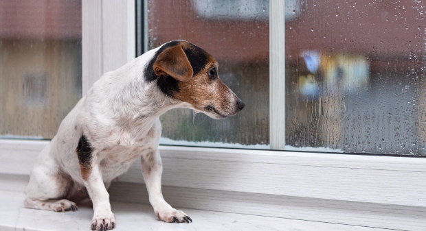 Hund sitzt traurig am Fenster - vielleicht ist der Hund unterfordert