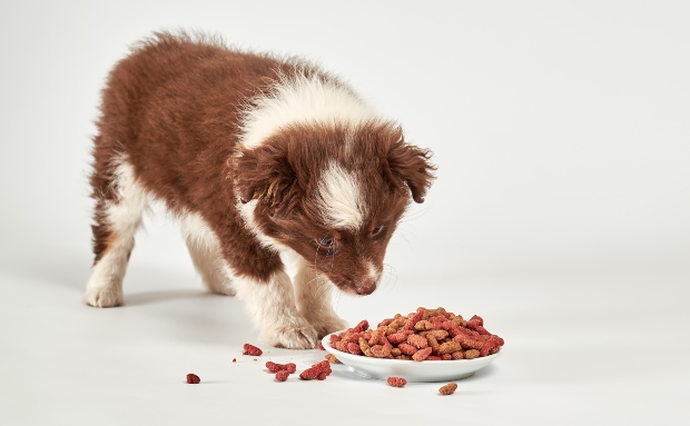 Hund frisst Hundekausnacks aus Straußenfleisch