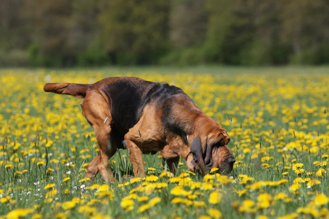 Der Bloodhound ist die geborene Spürnase und liebt die Nasenarbeit. Bloodhound macht Nasenarbeit auf einer Blumenwiese