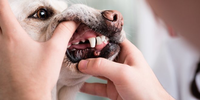 Karies beim Hund verhindern