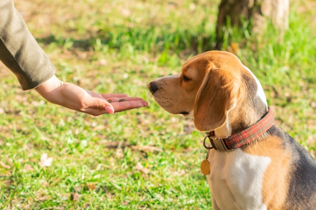 Hund bekommt Leckerli - Exotische Hundeleckereien