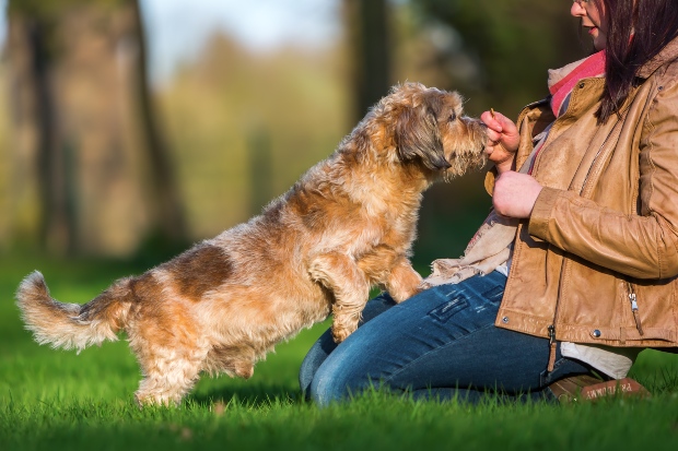 Frauchen gibt Hund ein Leckerli