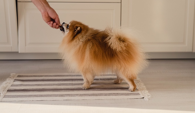 Hund kriegt Leckerli - Leber für Hunde