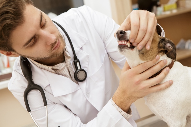 Hund beim Tierarzt - Karies beim Hund verhindern