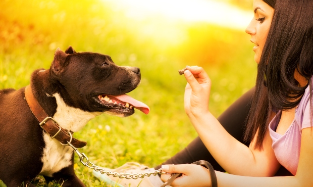 Hund wird von Frauchen gefüttert - Exotische Hundeleckereien sind für alle Vierbeiner geeignet