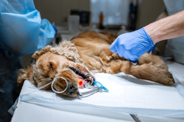 Hund wird operiert - Karies beim Hund verhindern durch gute Hygiene