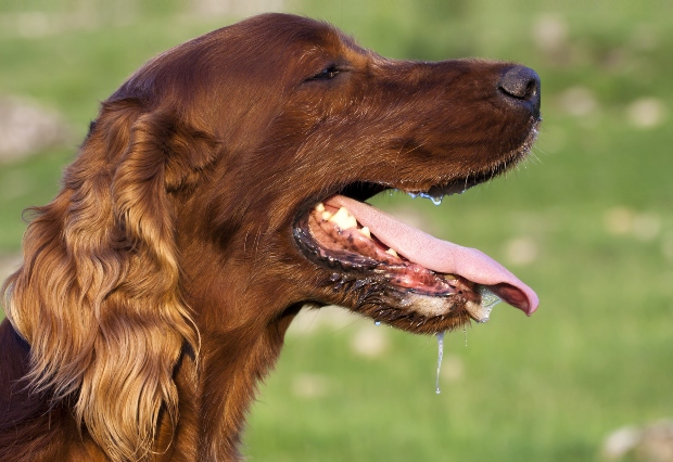 Hund mit offenem Maul sabbert