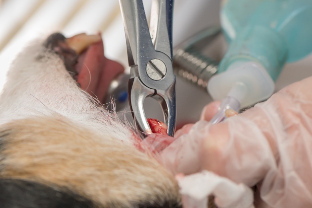 Zahnarzt entfernt Hundezahn mit Zange